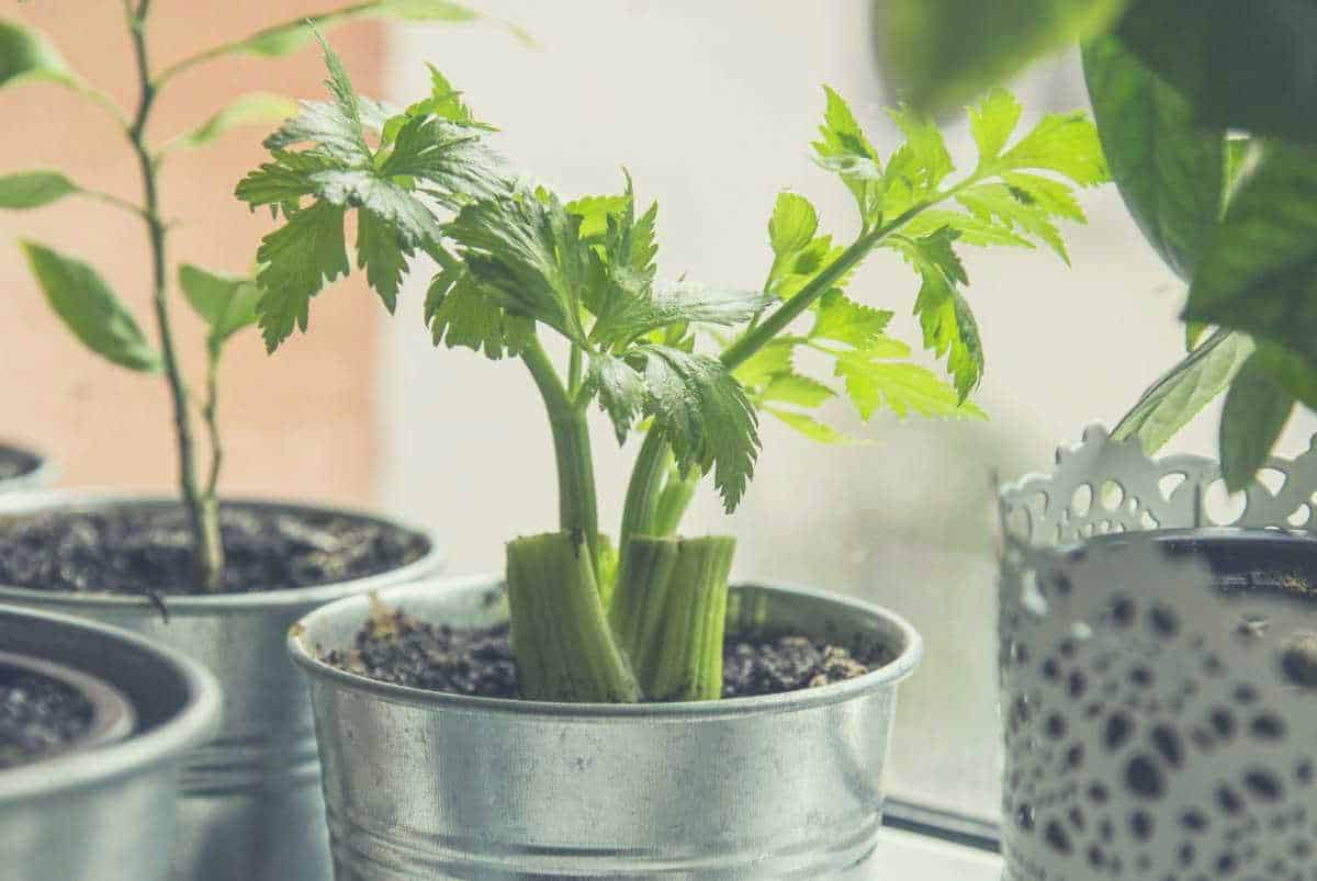 Celery plants growing in stainless steel pots next to a window